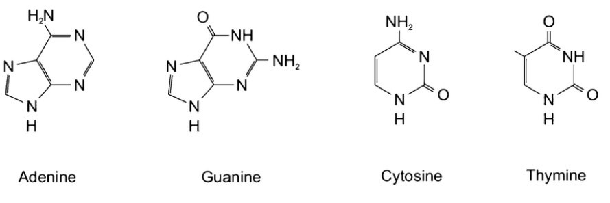 Аденин гуанин цитозин тимин. Тимин структурная формула. Adenine and guanine. Thymine. Цитозин hno2.