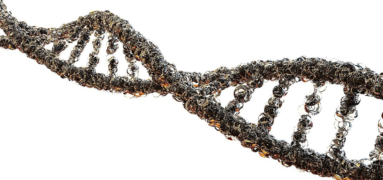 DNA strand genes genetic information