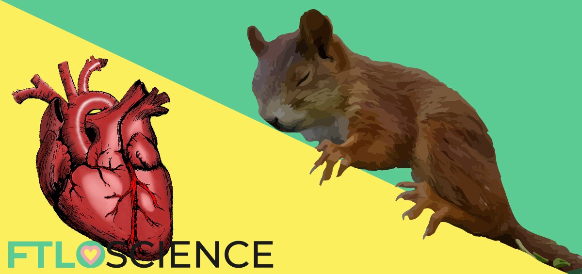 hibernating squirrel and heart graphic ftloscience post