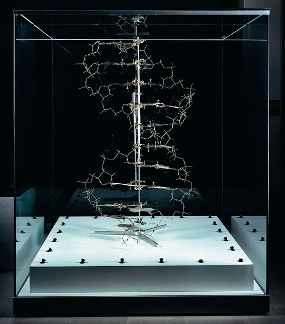 ball stick model DNA watson crick double helix