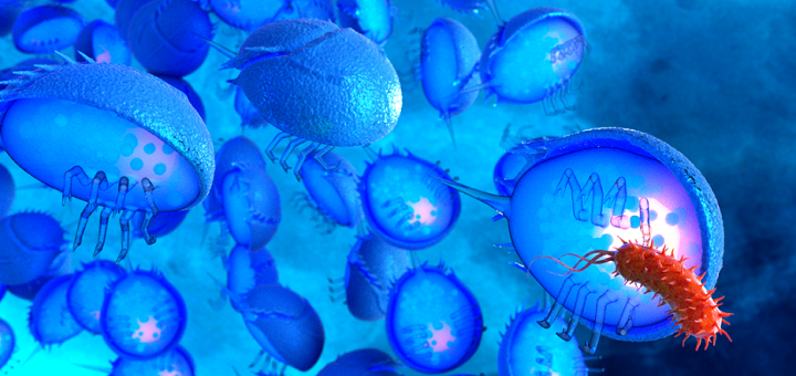horseshoe crab blue blood bacteria endotoxin