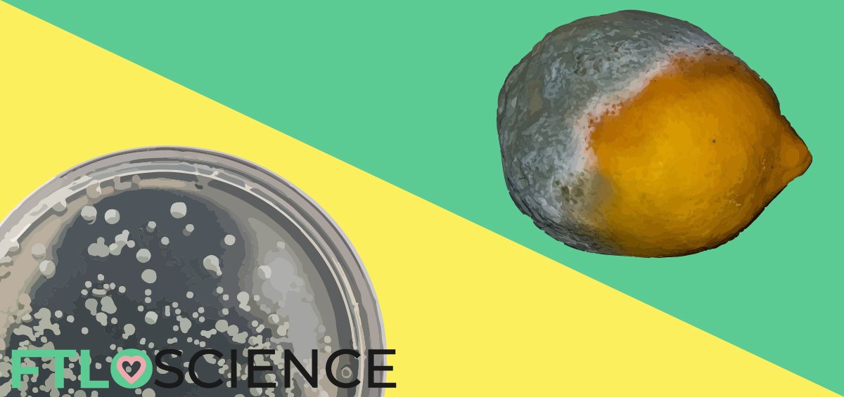 petri dish moldy lemon ftloscience post