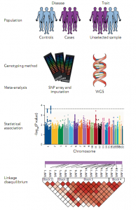 How Genome Wide Association Studies (GWAS) Work | FTLOScience