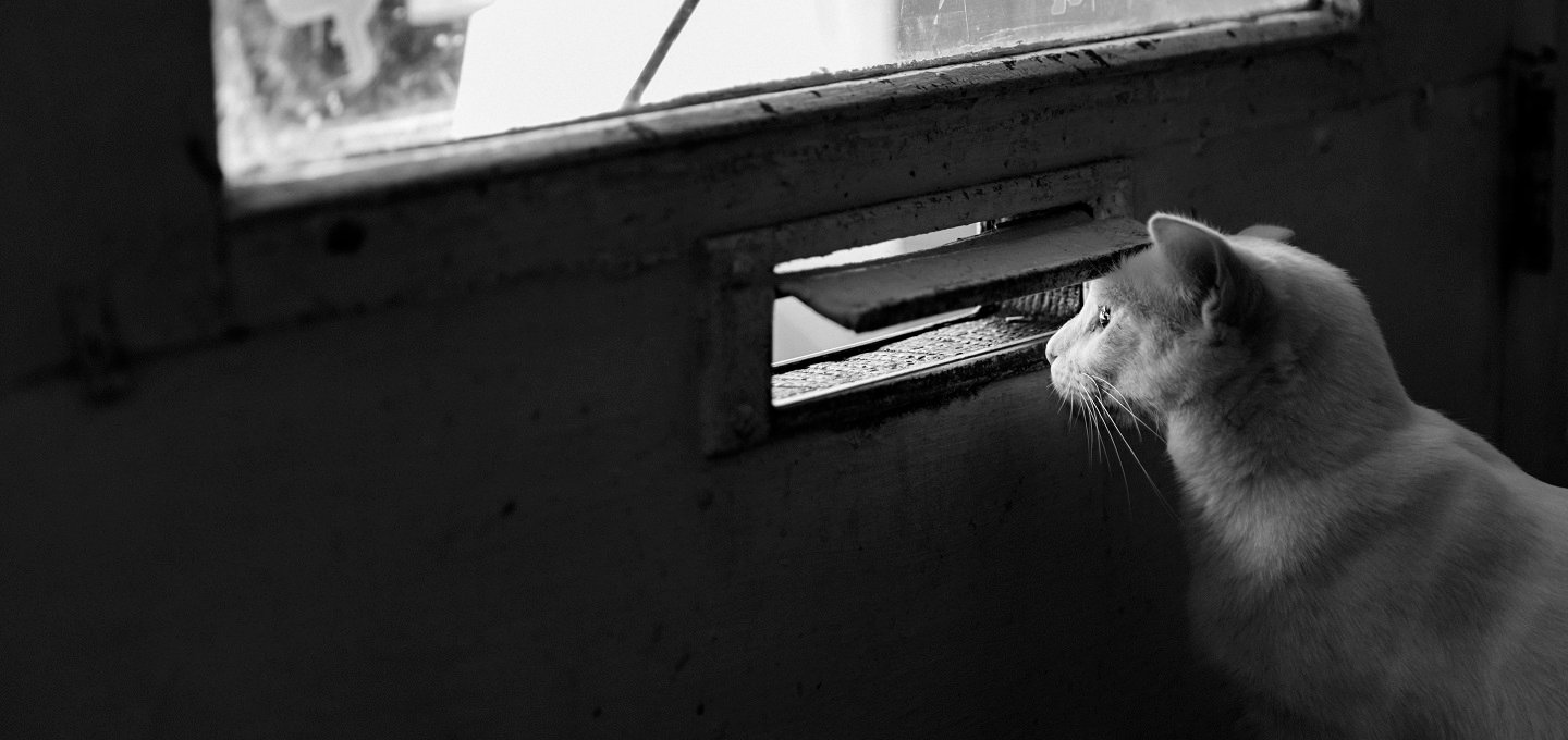 cat looking out of slit in a door