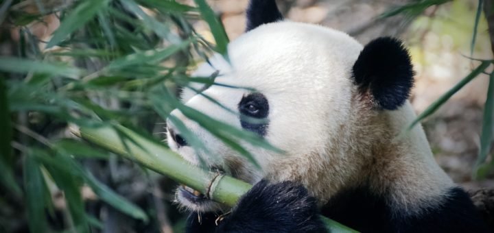 giant panda biting on bamboo shoot
