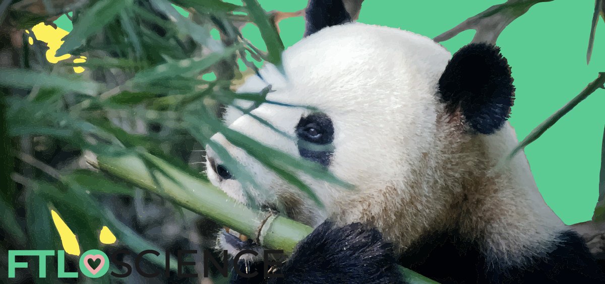 pandas eating bamboo