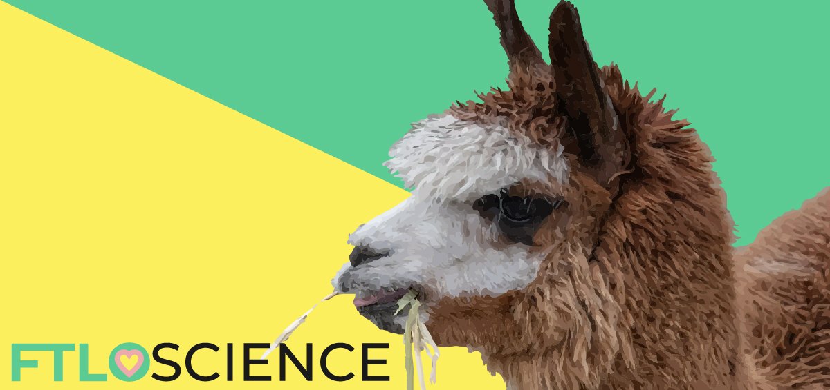 alpaca chewing on grass ftloscience post