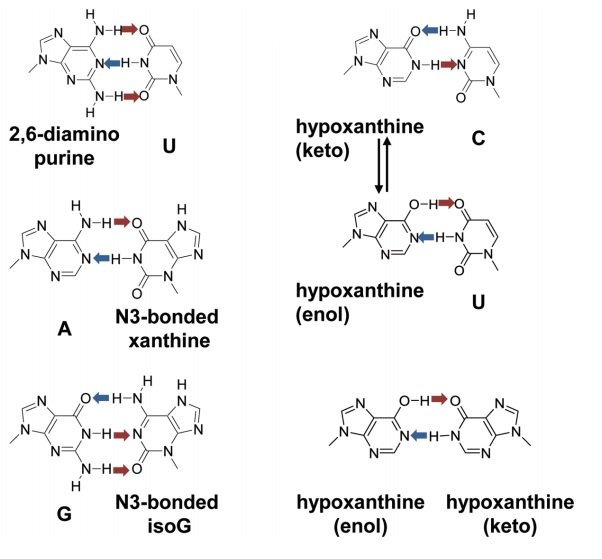 Xeno Nucleic Acids Research into Modified DNA FTLOScience
