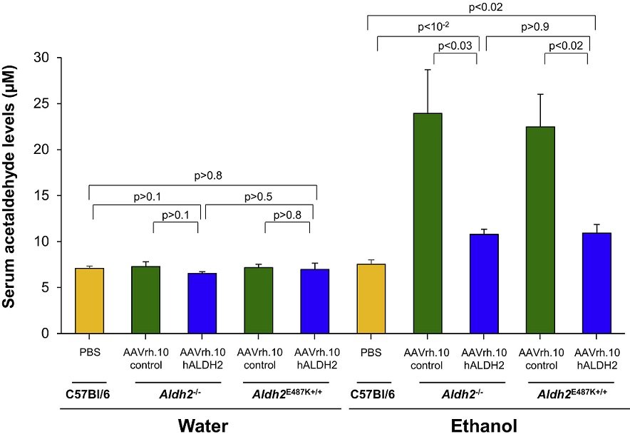 graph showing effects of ethanol on mice acetaldehyde level