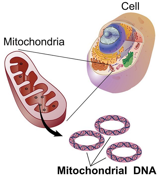 mitochondrial DNA in cell