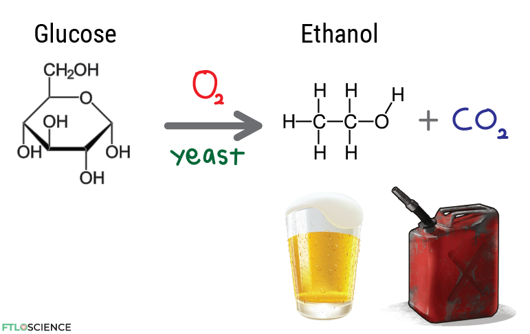glucose to ethanol fermentation chemical reaction