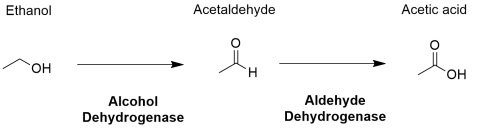 alcohol and aldehyde dehydrogenase pathway ethanol metabolism