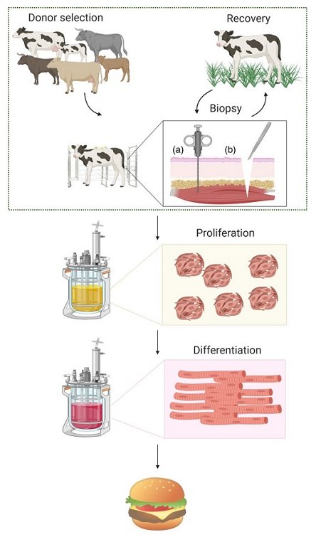 biopsy taken from cow for lab grown meat