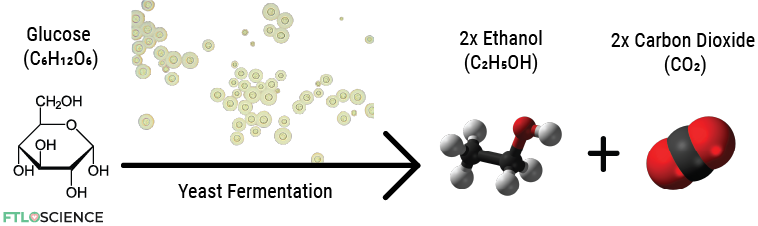 fermentation chemical reaction