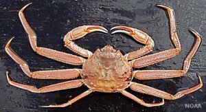 tanner crab