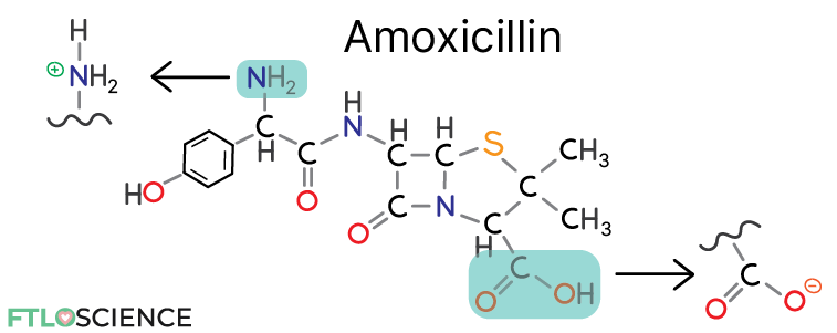 amoxicillin amphoteric basic and acidic groups