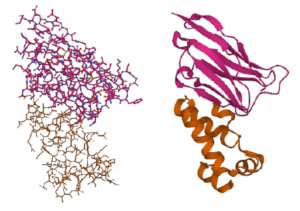 How To Interpret Protein Ribbon Diagrams | FTLOScience