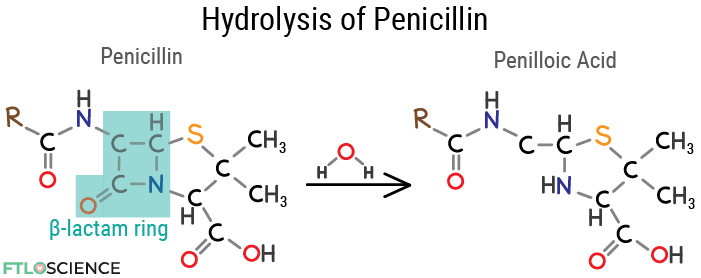 hydrolysis of penicillin reaction diagram