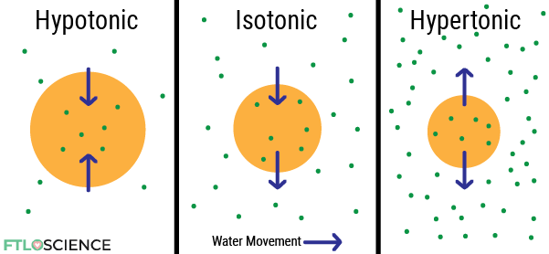 cells in hypertonic isotonic hypotonic solutions