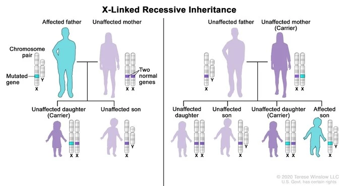 x-linked recessive inheritance diagram