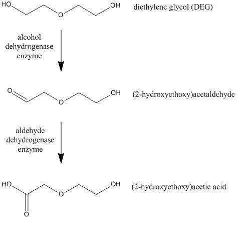 DEG metabolism by alcohol and aldehyde dehydrogenase (ADH and ALDH)