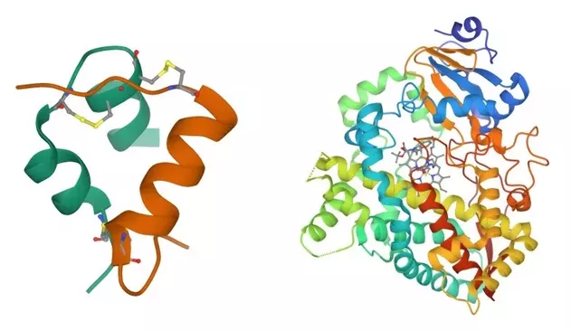 insulin and cyp3a4 protein ribbon diagrams