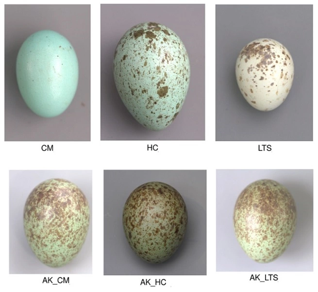 Crow Eggs Color