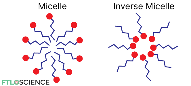 detergent forming micelle and inverse micelle structures